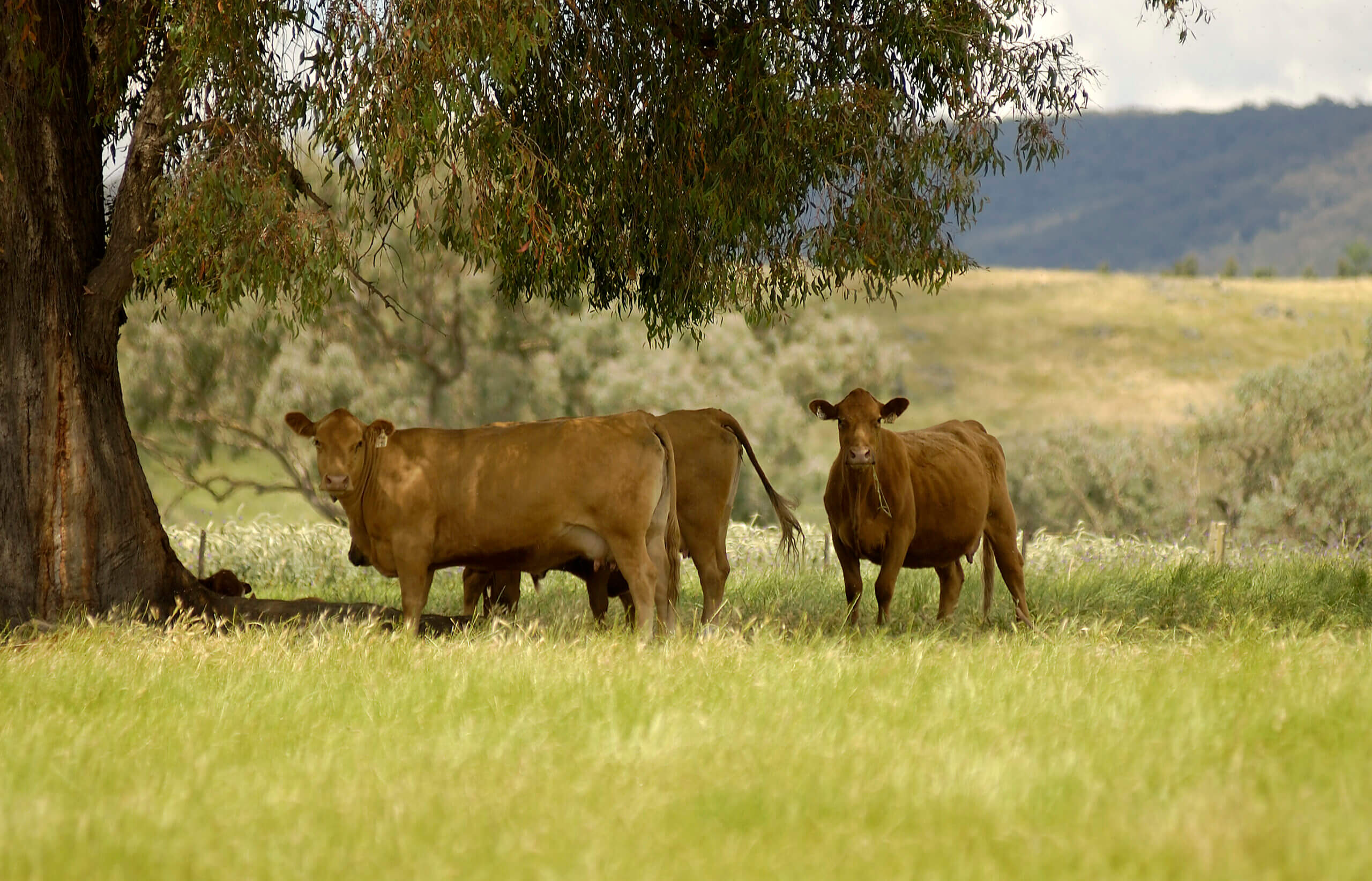 Jan Zandbergen Group - grasgevoerd rundvlees Paraguay